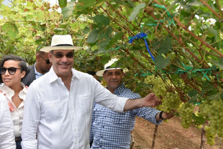 Histórico! República Dominicana comienza exportación de primeros tres contenedores de uvas de mesa hacia EE. UU.