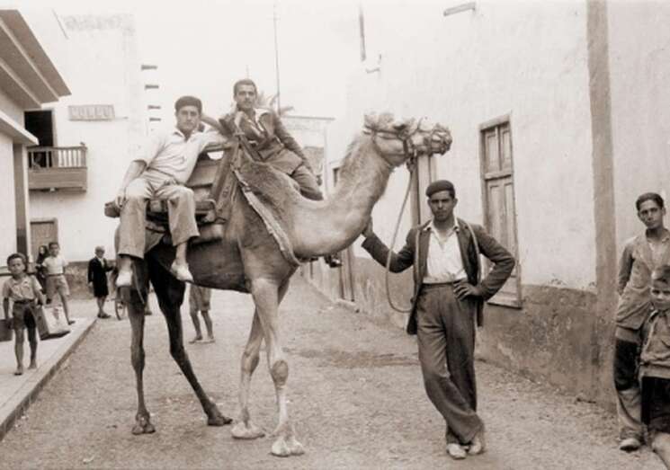 Camellos en La Vega para sustituir recuas